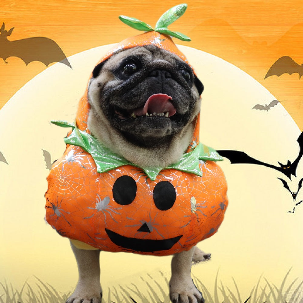 Pumpkin Dog Costume